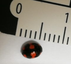 Brachiacantha ursina