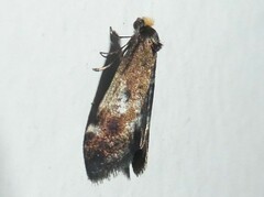 Lepidoscia lainodes