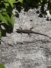 Podarcis muralis maculiventris