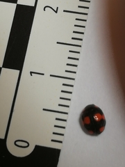 Brachiacantha ursina