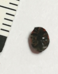 Brachiacantha ursina