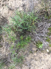 Stillingia texana