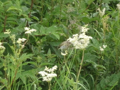 Phylloscopus trochilus