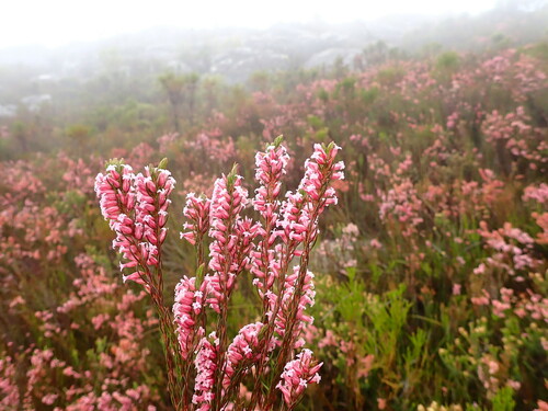 George Heath (Erica georgica)