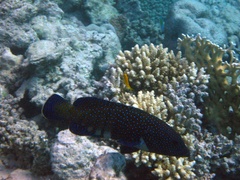 Cephalopholis argus