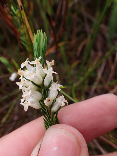 Image of Erica georgica by (c) Ren Hoekstra, some rights reserved (CC BY)