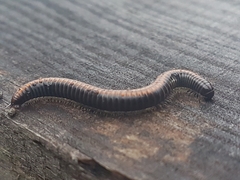 Ommatoiulus sabulosus