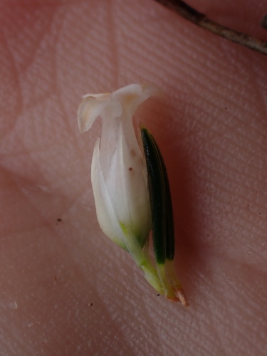 Image of Erica georgica by (c) Ren Hoekstra, some rights reserved (CC BY)