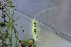 Calliteara pudibunda