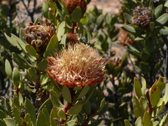 Protea glabra