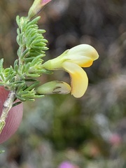 Aspalathus brevicarpa