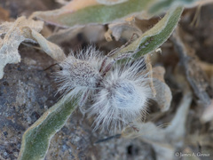 Dasymutilla gloriosa