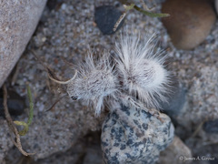 Dasymutilla gloriosa