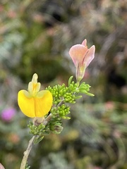 Aspalathus brevicarpa