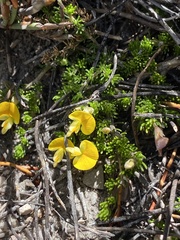 Aspalathus brevicarpa