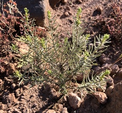 Ericameria laricifolia