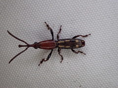 Brentidae