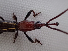Brentidae