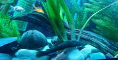 Chaetostoma
