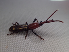 Brentidae