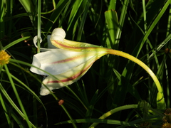 Crinum ornatum