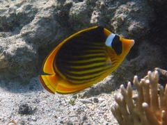 Chaetodon fasciatus
