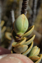 Veronica pinguifolia
