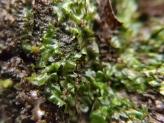 Pallavicinia lyellii