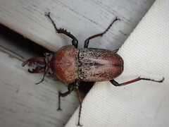 Cacostomus squamosus