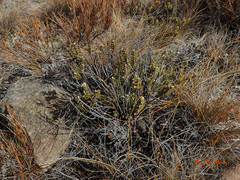 Veronica pinguifolia