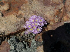 Ruschieae