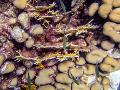 Azurina multilineata