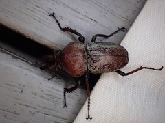 Cacostomus squamosus