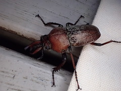 Cacostomus squamosus