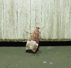 Scoparia minusculalis