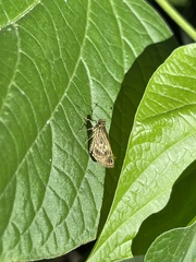 Callimormus interpunctata