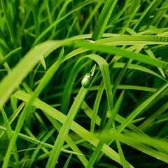 Diabrotica decempunctata