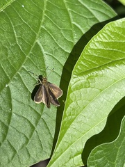 Callimormus interpunctata