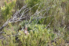 Lichtensteinia lacera