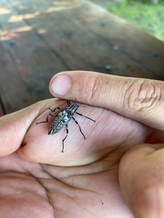 Homocyrtus