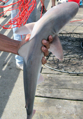Carcharhinus plumbeus