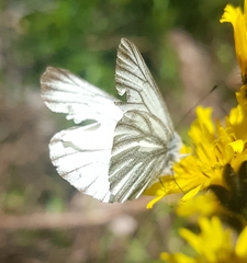 Pieris bryoniae