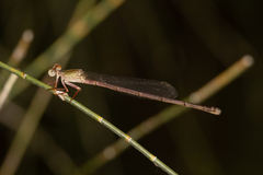 Ceriagrion aeruginosum