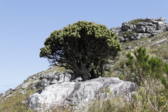 Mimetes fimbriifolius