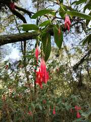 Fuchsia magellanica