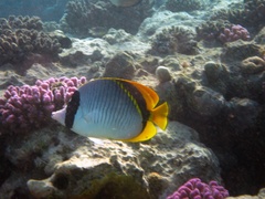 Chaetodon lineolatus