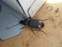 Chlaenius flaviguttatus