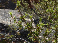 Cliffortia ruscifolia