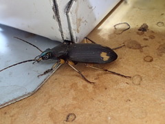 Chlaenius flaviguttatus