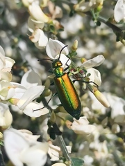 Lytta vesicatoria